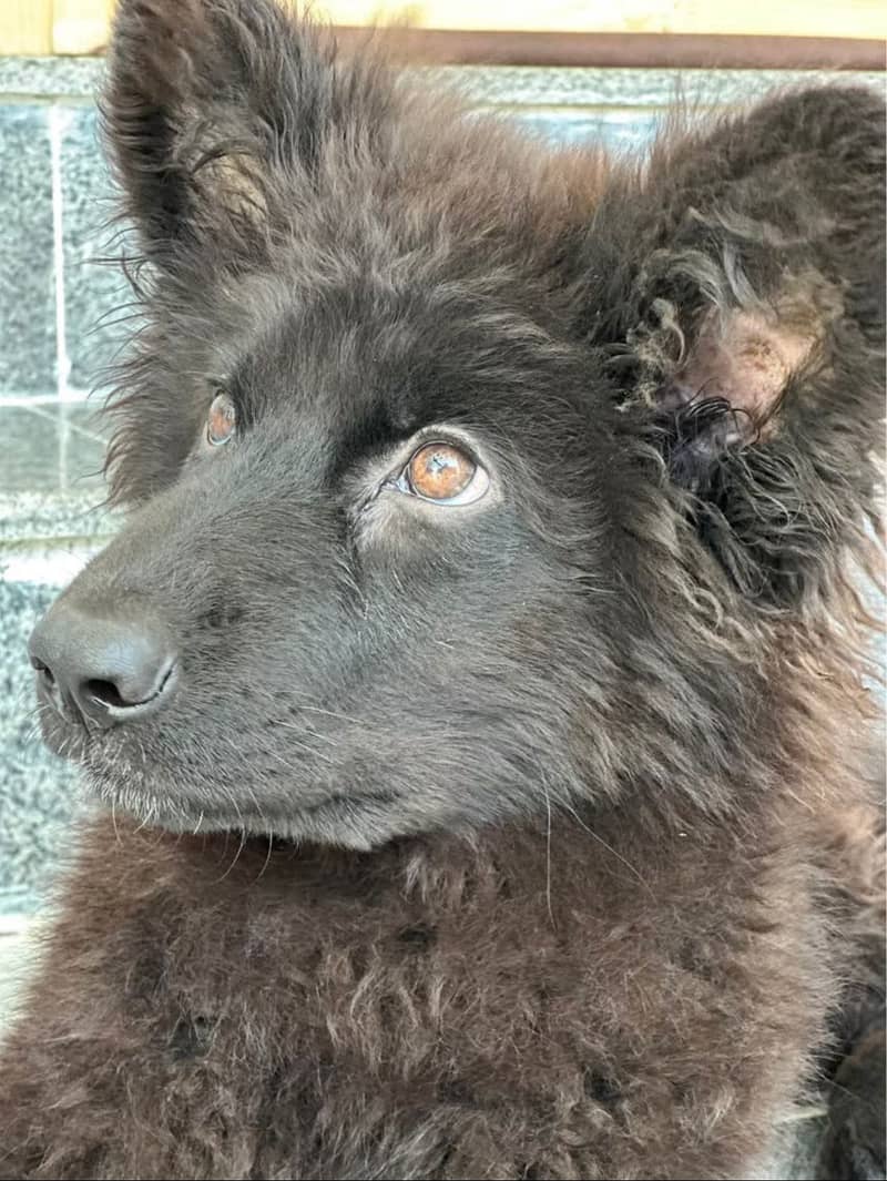 Black GSD 1