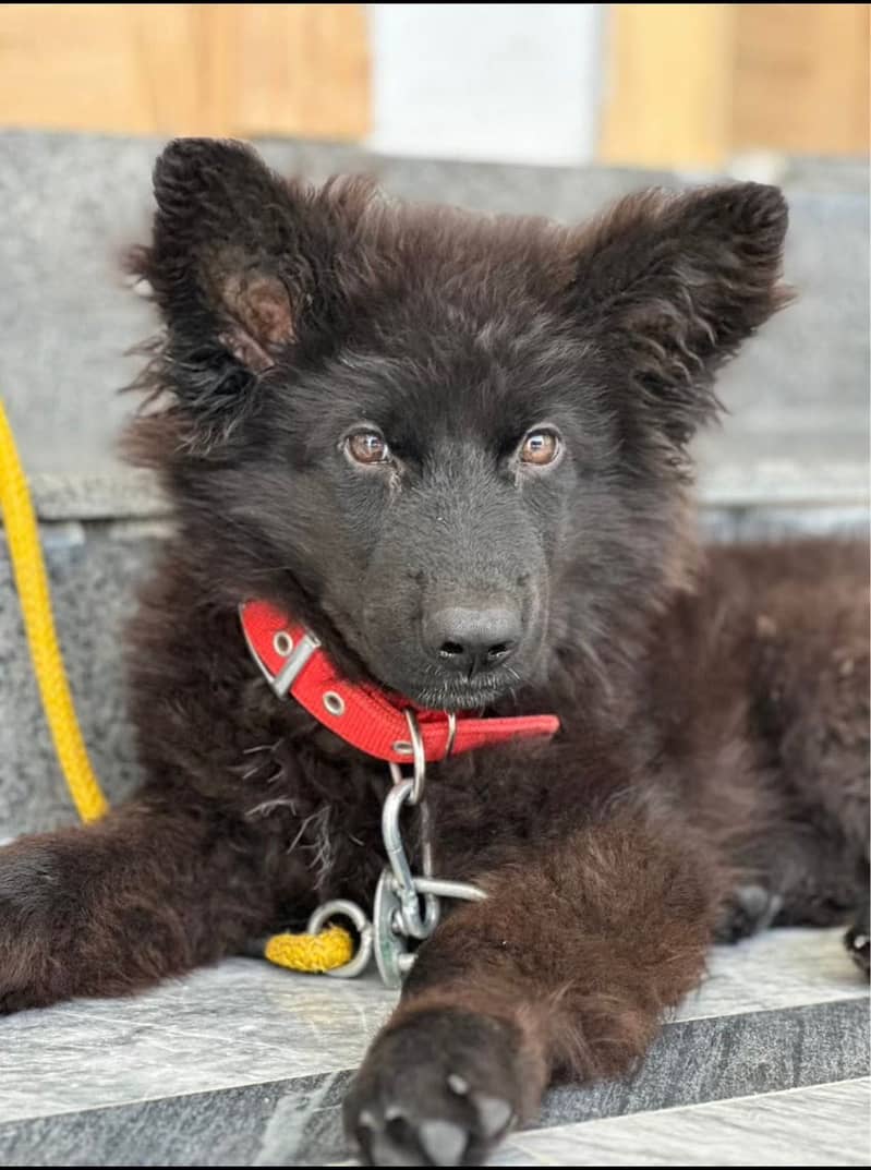 Black GSD 2