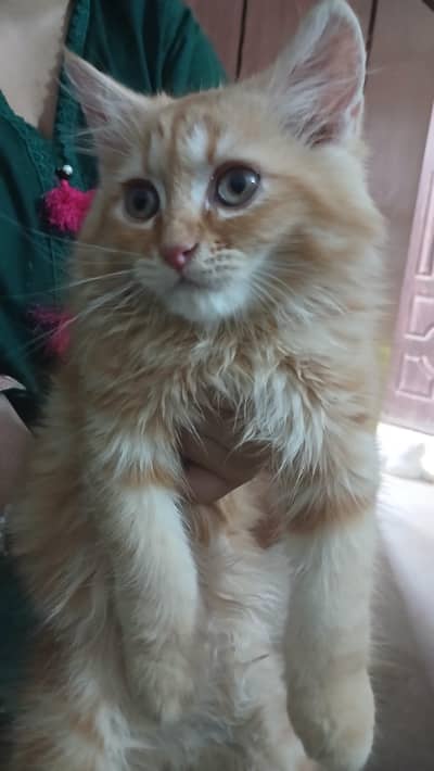 Persian kitten/Doll Face/Tripped Coat/Multi Colors