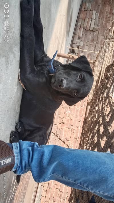Labrador female