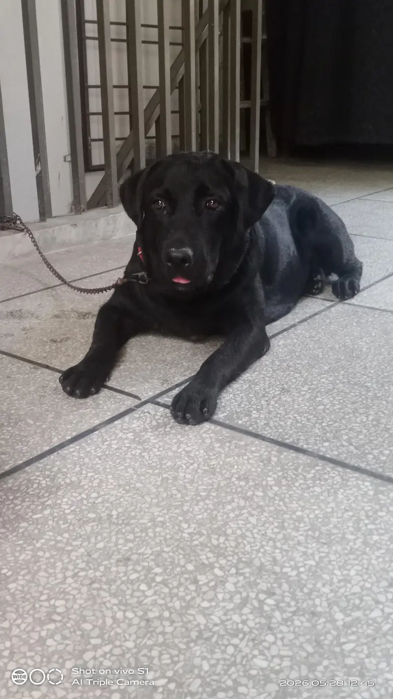 Labrador female — photo 2