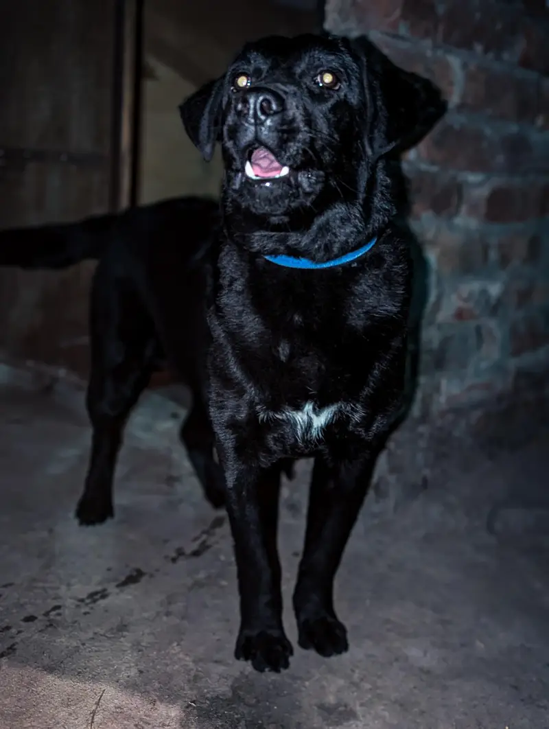 Labrador female — photo 3