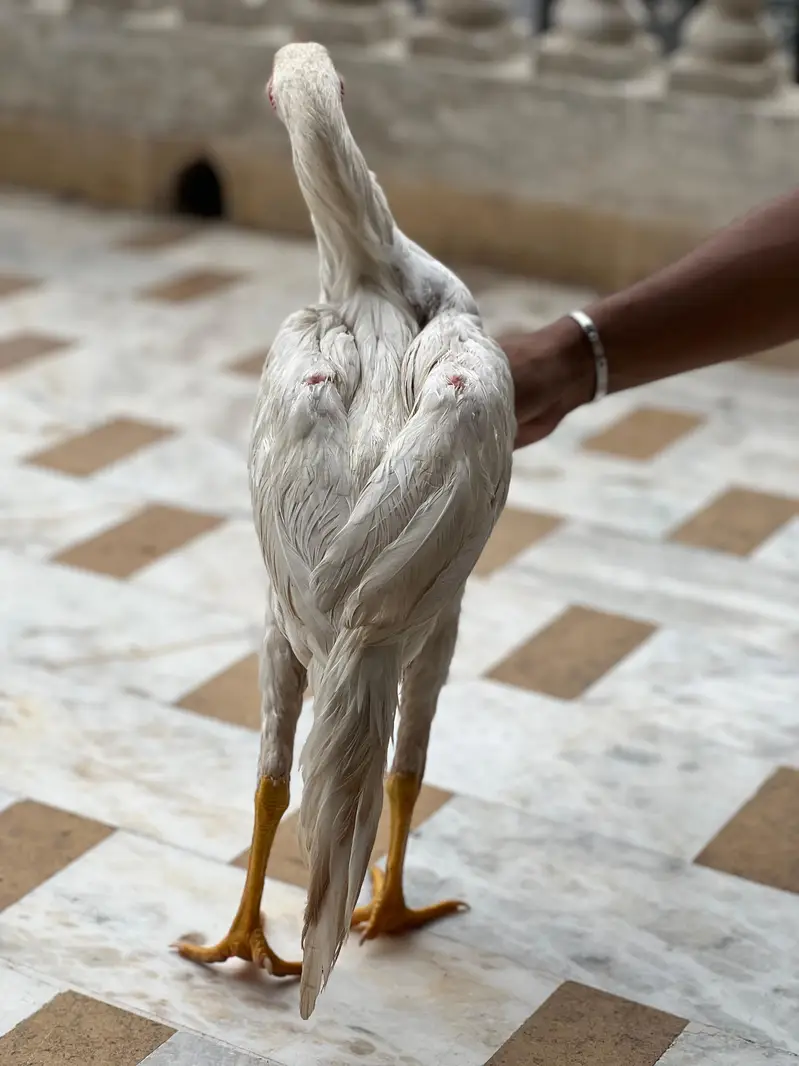 ASEEL HEERA PAPER WHITE — photo 2