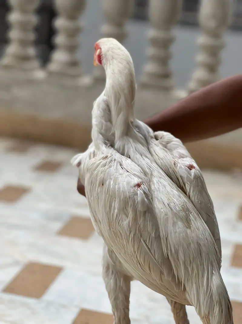 ASEEL HEERA PAPER WHITE — photo 5