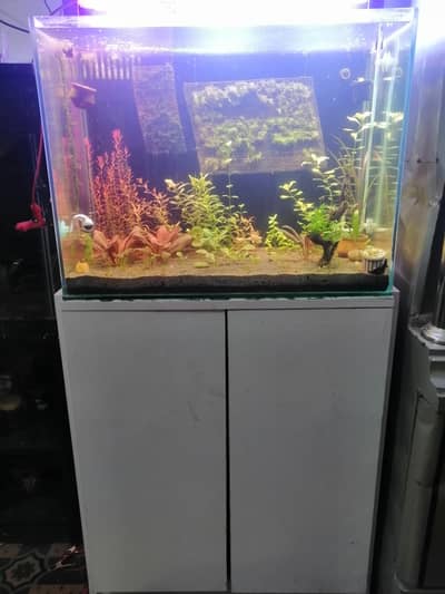 aquarium plants
