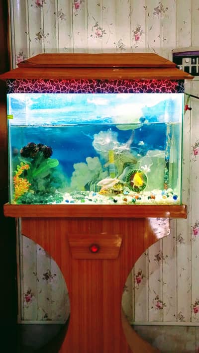 fish & aquarium