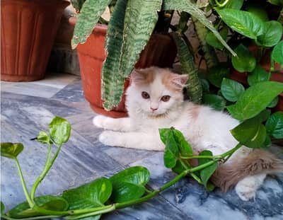 persian male kitten for sale