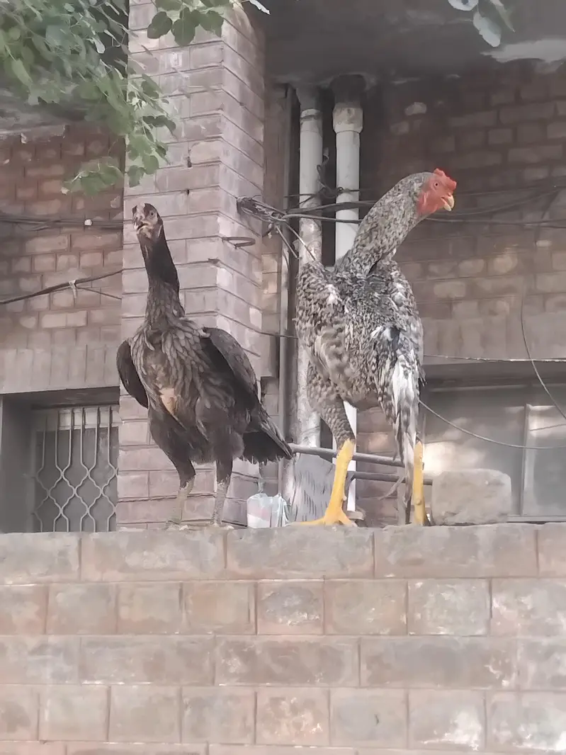 pur jermen. white o shamo. . coco shamo. black . shamo. chiks awailble. — photo 9