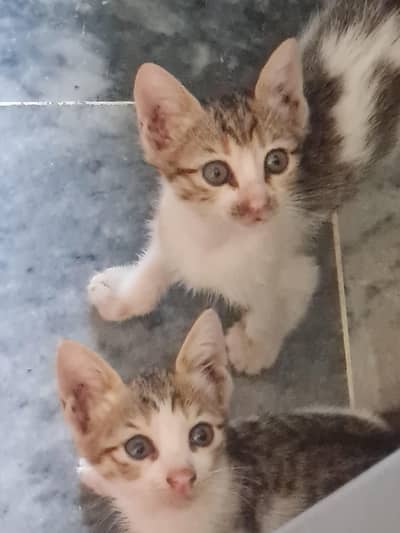 4 kittens and their mother cat