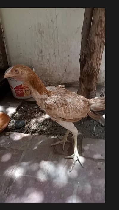 whats app number par rabta kara 03116836649