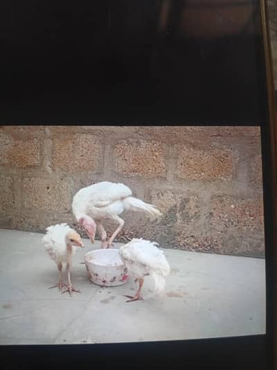 Pure white healthy turkeys available at good price watsapp 03338008967