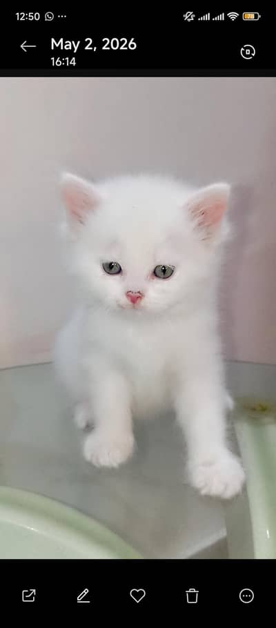 Persian cat.