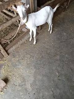 Gabban Teddy female goats for sale