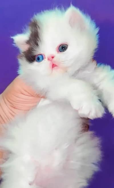 (Persian female kitten) (for sale all) (Pakistan delivery available)