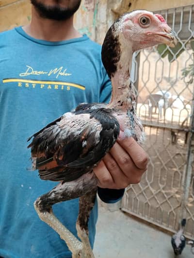 Thai Neck Locker Trott Aseel |Aseel chicks |  Aseel thai | thai aseel