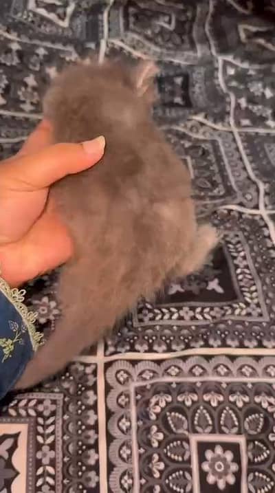 Persian kitten