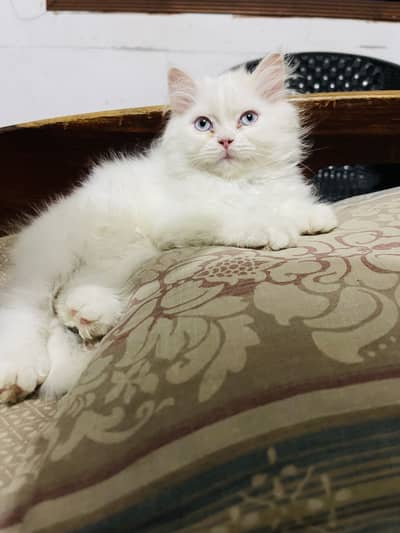 Triple coat kitten blue eyes female 03280443175