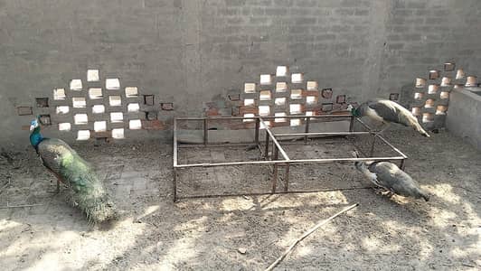 pr pice 14000