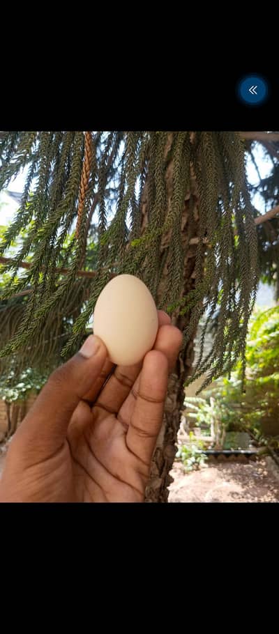 Pure Aseel eggs