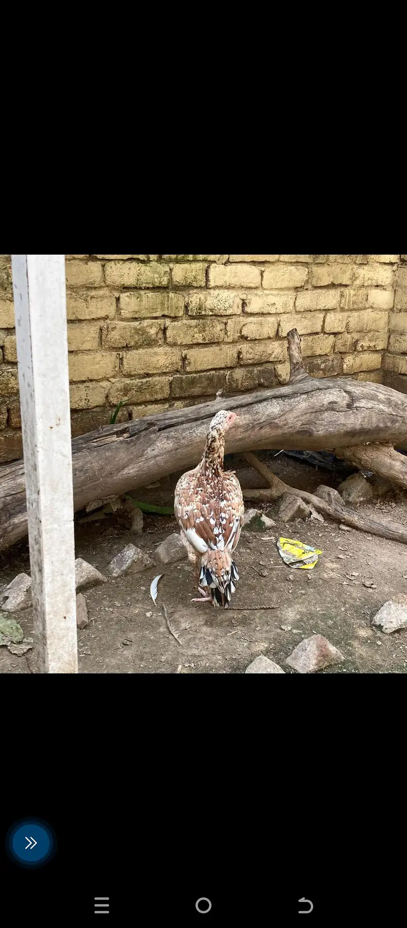 Pure Aseel eggs — photo 4