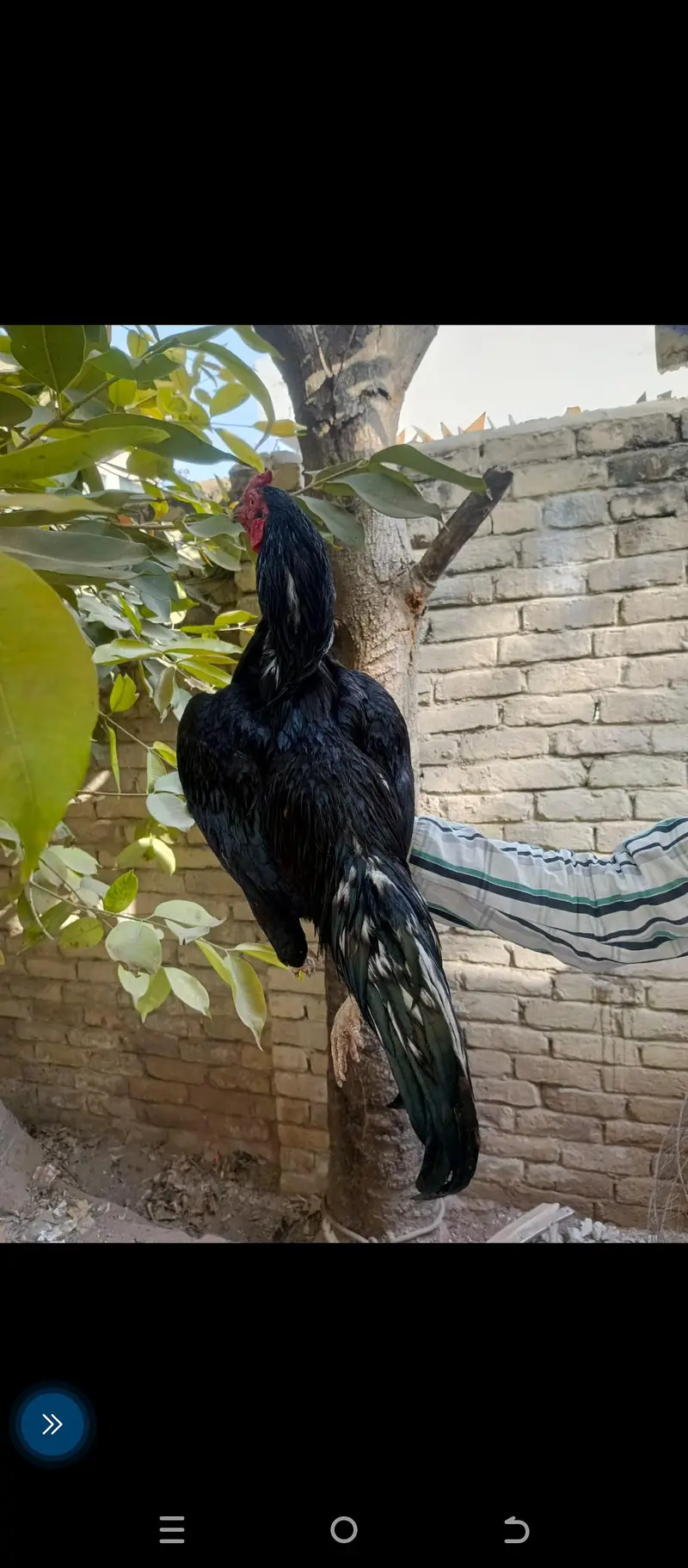 Pure Aseel eggs — photo 5