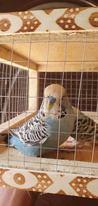 Exhibition Male × King size TCB female