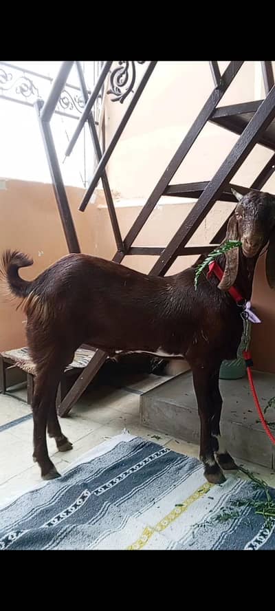 5 months ka bakra