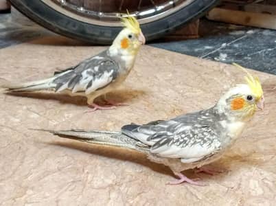 Friendly Home-Raised Cockatiels pair