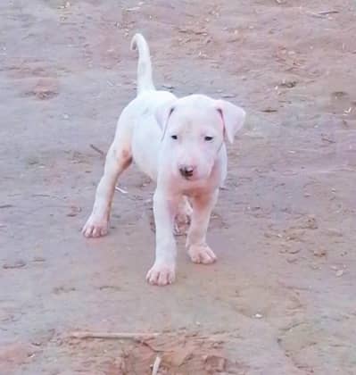 kohati gultair male puppy