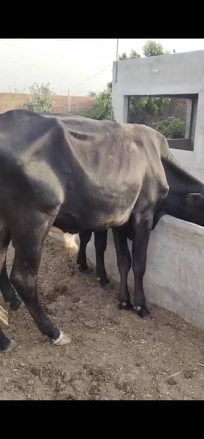 bull cross breed