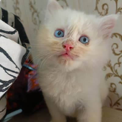PERSIAN WHITE MALE AND FEMALE KITTEN BLUE EYES DOUBLE HAIR LAYER