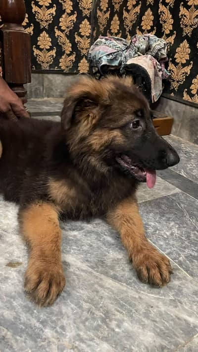 German shepherd puppy