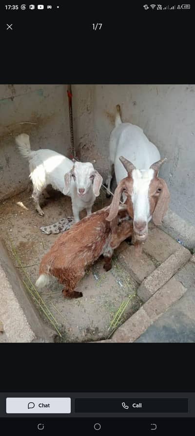 Female Goat Tapir with 2 male kids