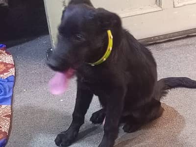 Home Guard Dog For Security And Full Friendly with Children and family