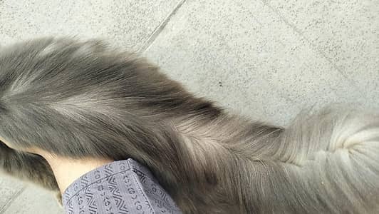Persian cat @ Perisan cat @ cat @ blue eye @ coated @ Siamese @ kitten