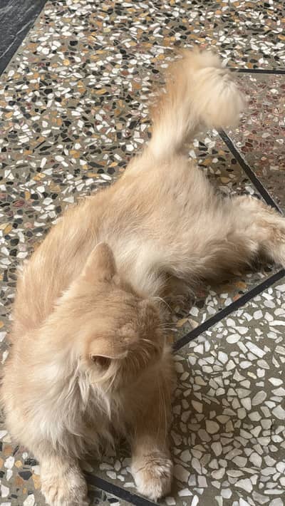 Punch face persian cat