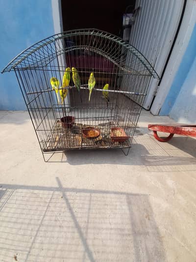 Australian parrots