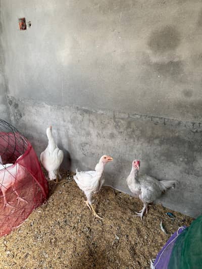 Paper white Aseel hira path Pathia hen murgi availabl per piece 3999rs