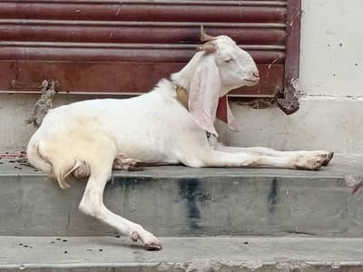 bakra