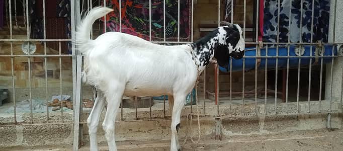 Goat for sale