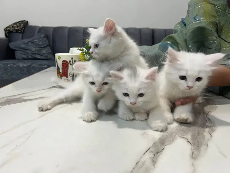Cats | Kittens | Billi | Tripple coat kittens | Tripple coat cat | cat — photo 2