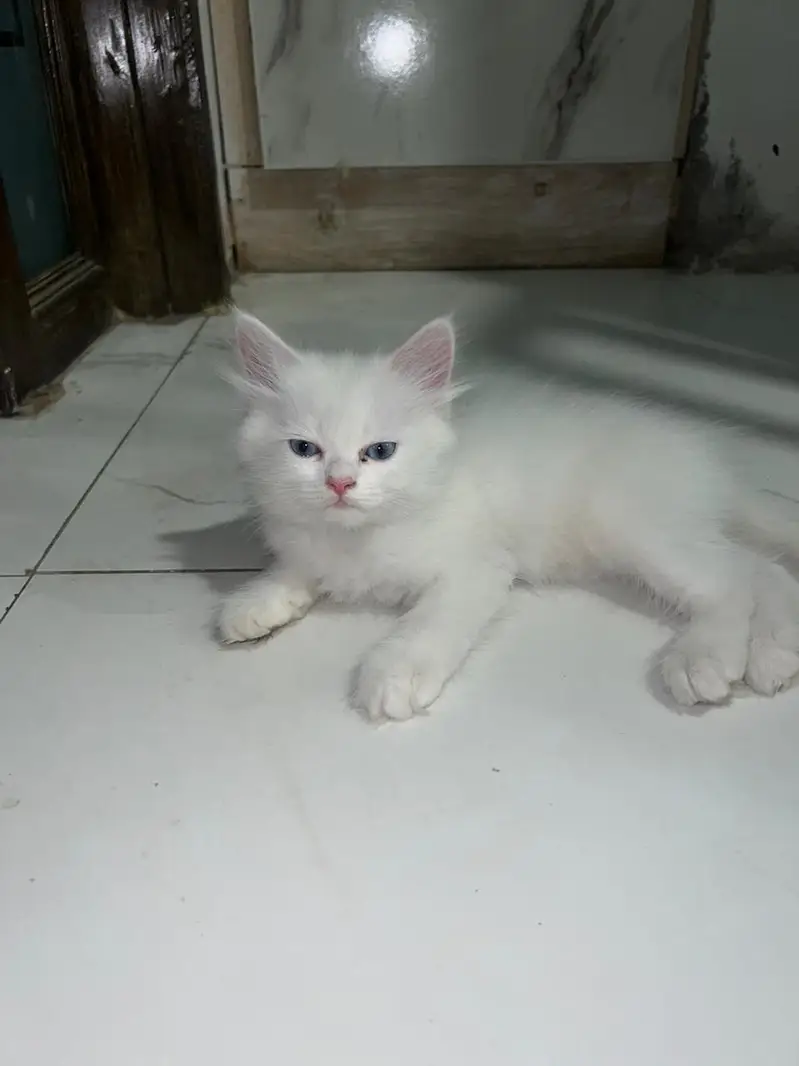 Cats | Kittens | Billi | Tripple coat kittens | Tripple coat cat | cat — photo 3