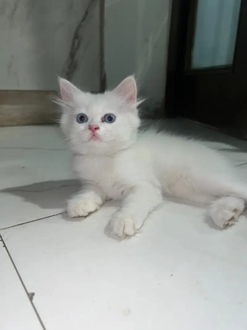 Cats | Kittens | Billi | Tripple coat kittens | Tripple coat cat | cat — photo 4
