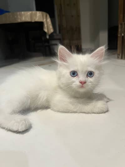 Cats | Kittens | Billi | Tripple coat kittens | Tripple coat cat | cat