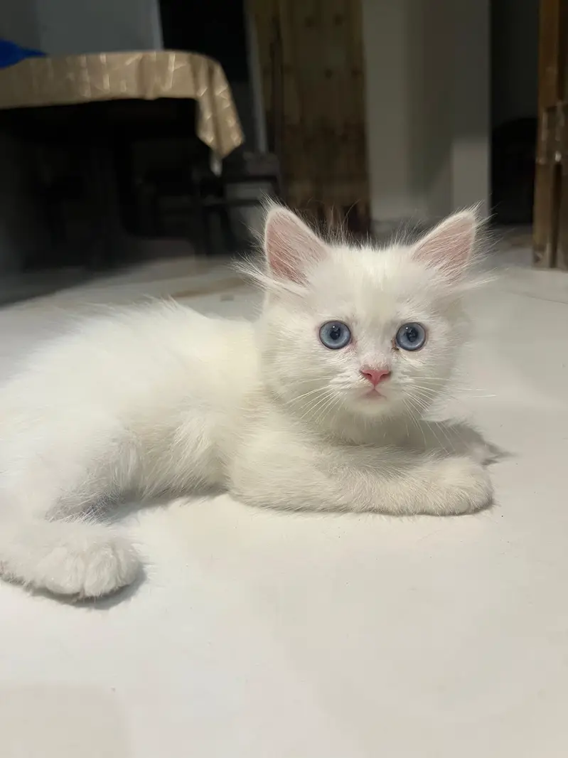 Cats | Kittens | Billi | Tripple coat kittens | Tripple coat cat | cat