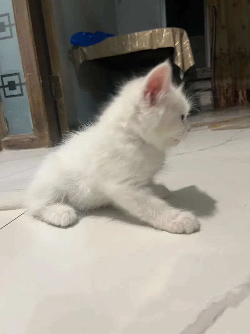 Cats | Kittens | Billi | Tripple coat kittens | Tripple coat cat | cat — photo 5