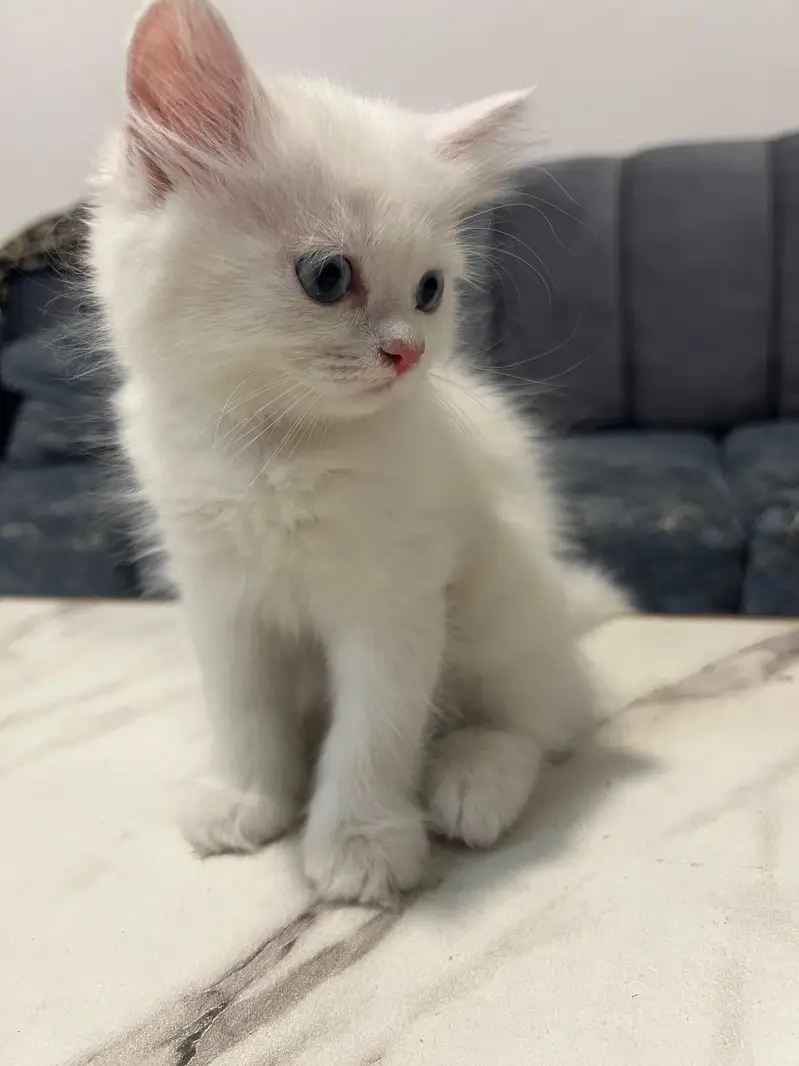 Cats | Kittens | Billi | Tripple coat kittens | Tripple coat cat | cat — photo 6