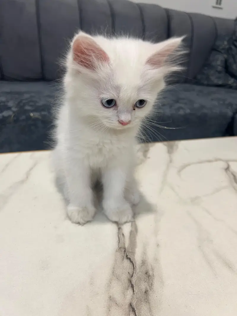 Cats | Kittens | Billi | Tripple coat kittens | Tripple coat cat | cat — photo 7