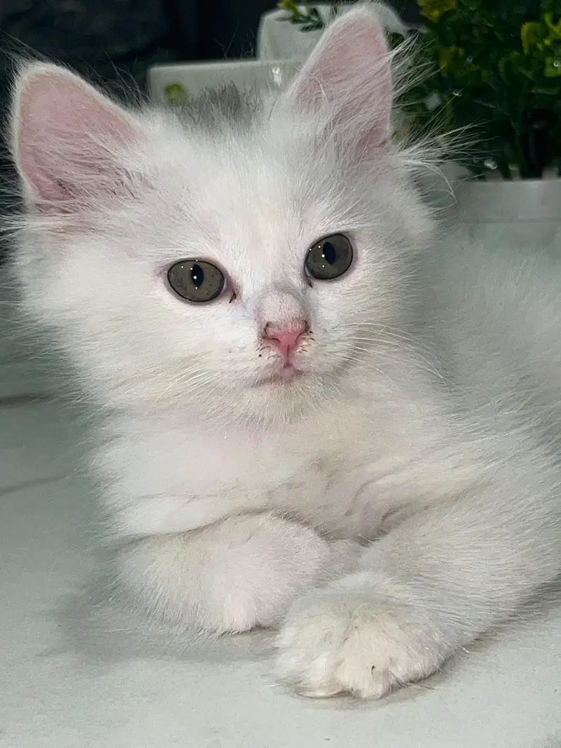 Cats | Kittens | Billi | Tripple coat kittens | Tripple coat cat | cat — photo 8