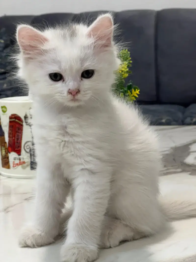 Cats | Kittens | Billi | Tripple coat kittens | Tripple coat cat | cat — photo 9